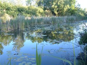 eutrofizovaný kanál